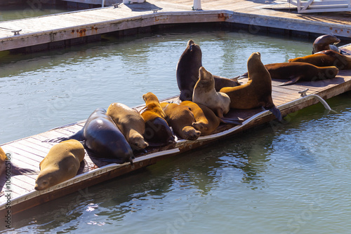 Photography Seals on Pier 39 in San Francisco