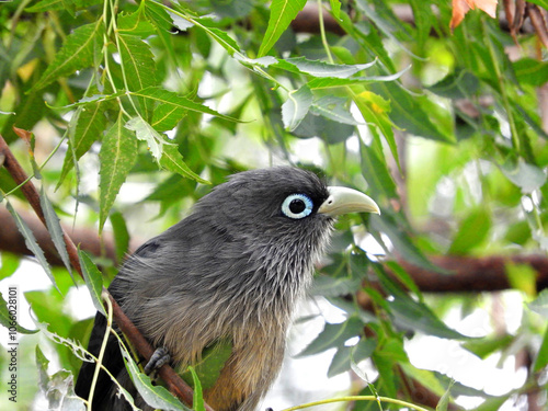 A blue-faced malkoha posing for a photograph