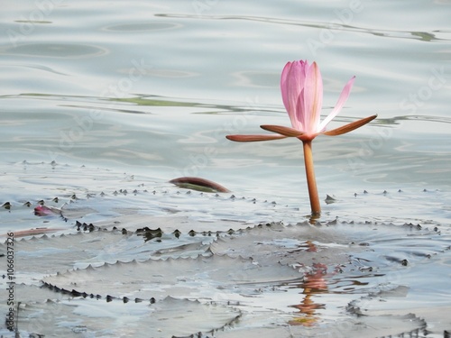 A lotus blooming in a pond