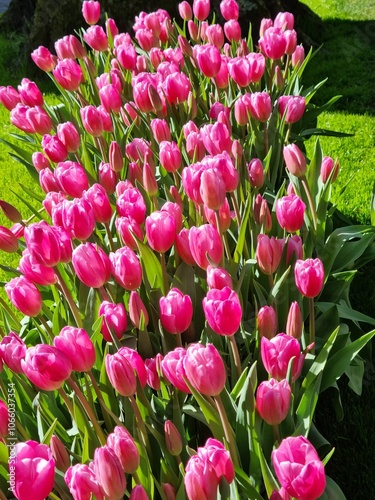 Lise, Netherland - Apr 29, 2024: Light Purple color tulip flowers known as 