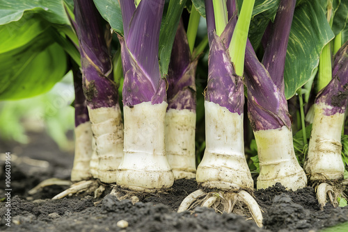 Canna Root Exhibiting the Large Starchy White to Purple Rhizome for Garden Enthusiasts photo