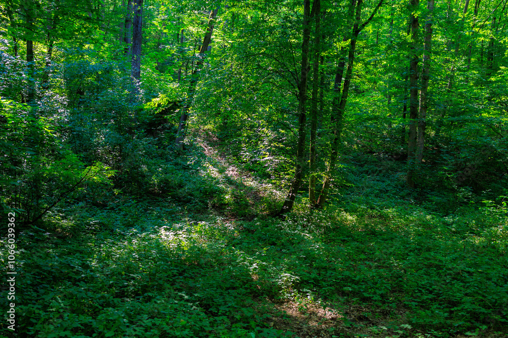 Obraz premium A forest with a lot of trees and bushes