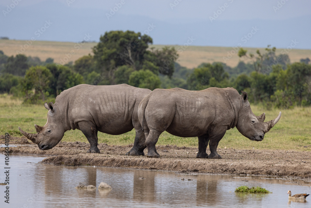 Obraz premium Southern White Rhino - Endanagered Species