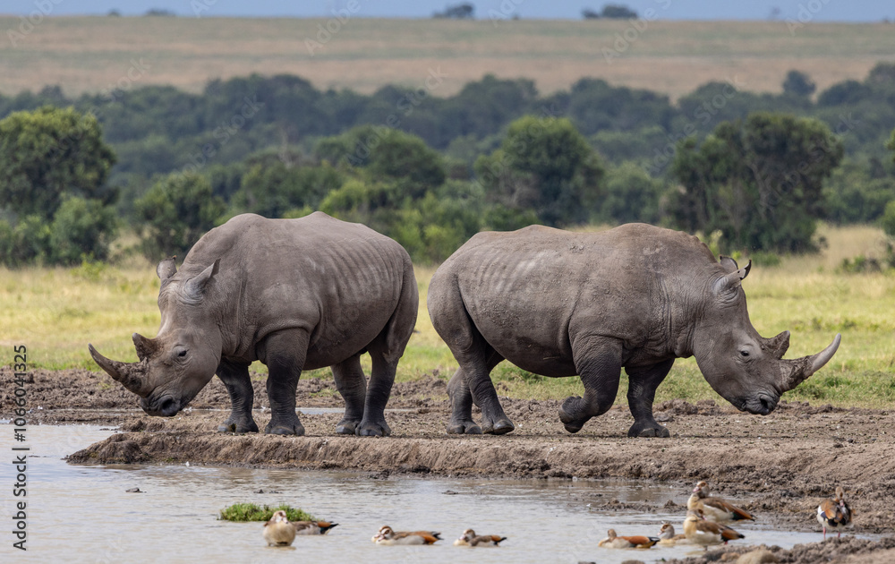 Obraz premium Southern White Rhino - Endanagered Species