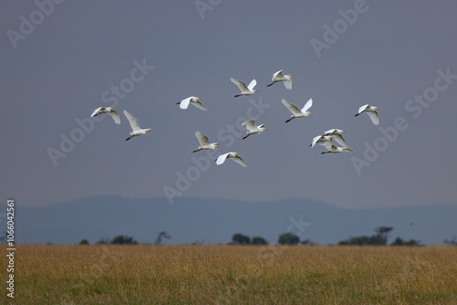 Cattle Grets in Flight Near a Rhino photo