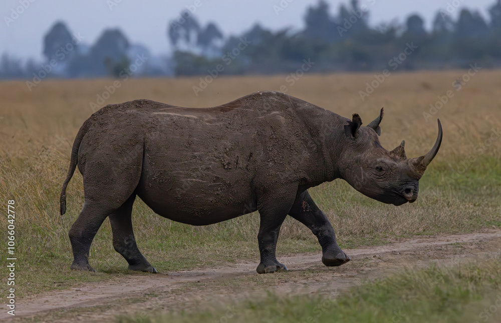 Obraz premium Ol Pajeta Conservancy, Laikipia, Kenya