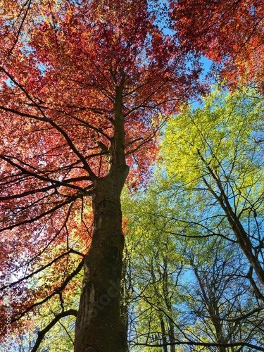 Lise, Netherland - Apr 29, 2024: Picture taken from under big trunk oak tree with its brown green leaves and blue sky as the background photo