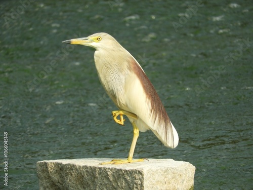 A pond heron in a lake