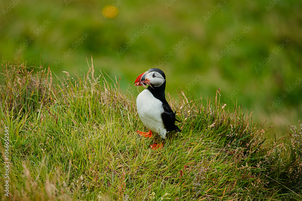 Fototapeta premium Puffin bird