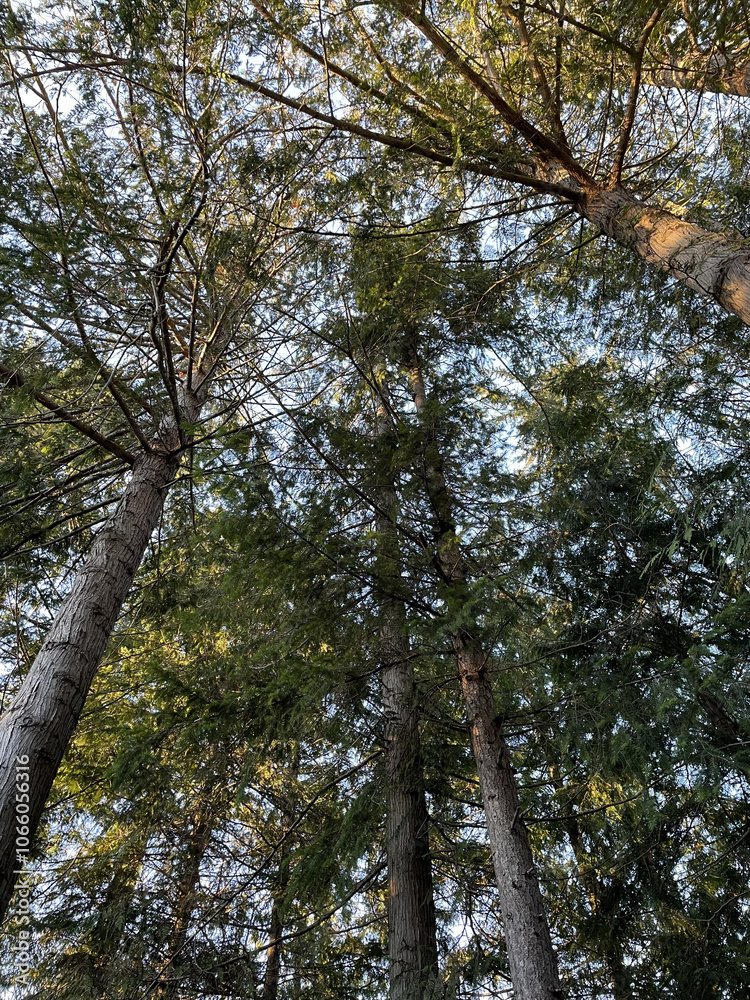 Obraz premium Trees in Sky