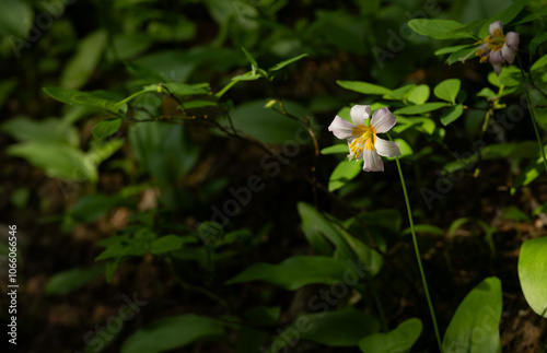 Avalanche Lily Blooms in Olympic Forest