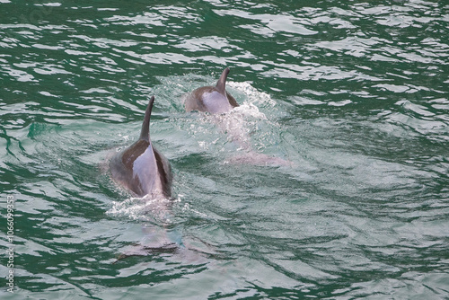 Bottle nosed dolphins photographed at Milford Sound in New Zealand. photo