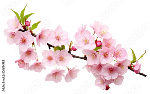 PNG Blossom flower cherry plant.