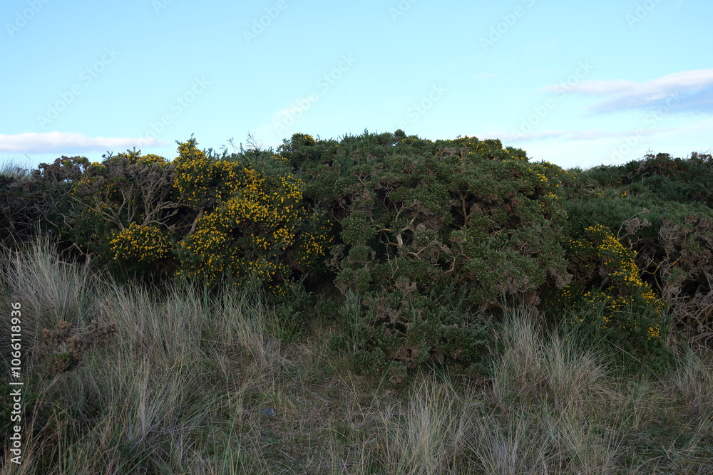 Fototapeta premium landscape with trees