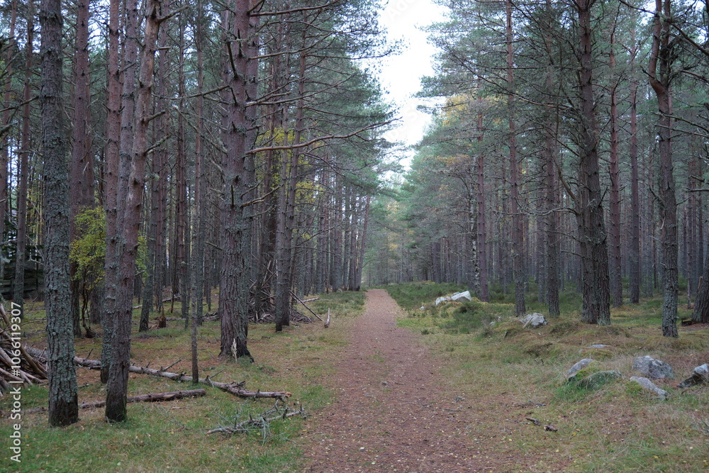 Obraz premium path in the forest