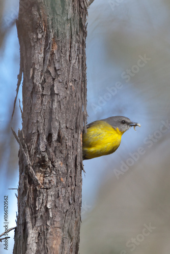 Yellow Robin