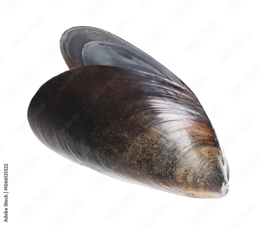 One raw mussel isolated on white. Sea food One raw mussel isolated on white. Sea food
