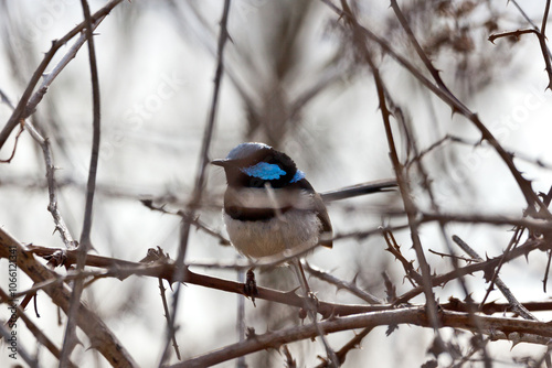 Naklejka blue wren