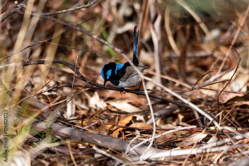 Naklejka blue wren