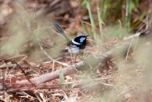 blue wren