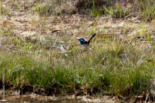 Naklejka blue wren