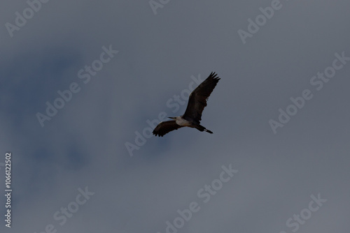 Naklejka in flight