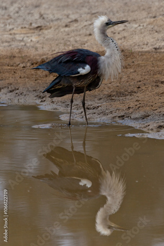 Naklejka white necked heron