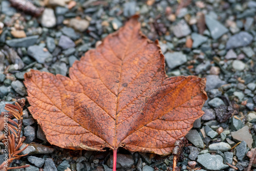 A single red maple leaf dried on a grave ground. The large dark orange color leaf has dark veins and a red stem. The toothed tips of the leaf are dark foliage. The drying leaf has a leathery texture. photo