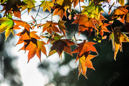 autumn leaves background