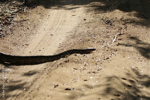 A Python in Wilpattu National Park, Sri Lanka  photo