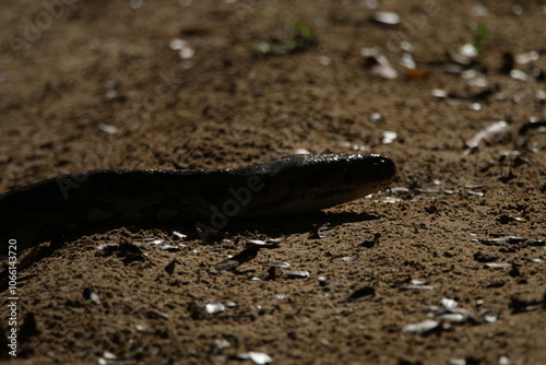 A Python in Wilpattu National Park, Sri Lanka  photo