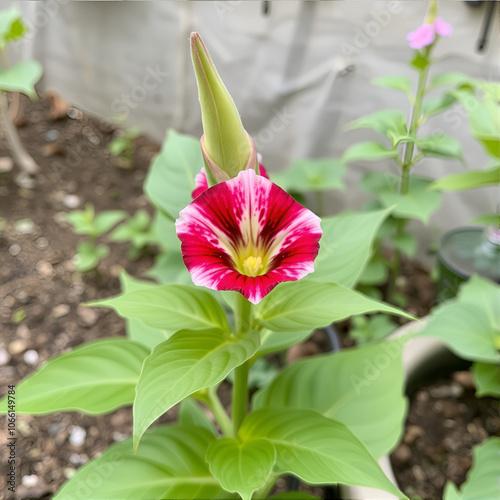 Flower gloxinia . photo