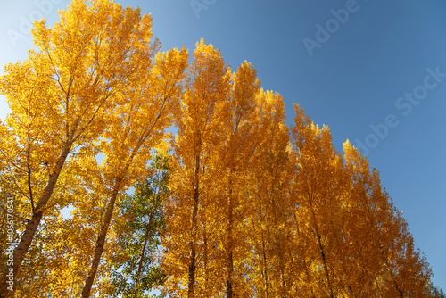 The leaves in the forest turn yellow in autumn