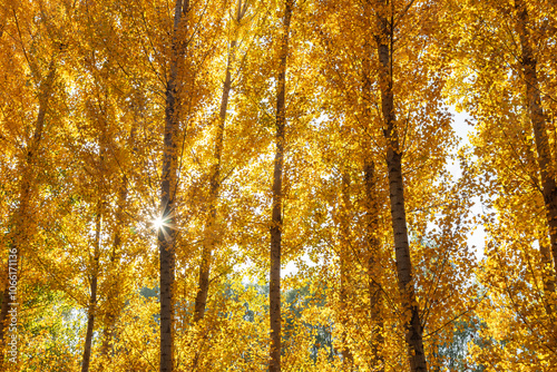 The leaves in the forest turn yellow in autumn