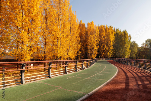The leaves in the forest turn yellow in autumn