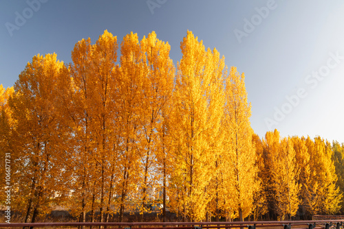 The leaves in the forest turn yellow in autumn