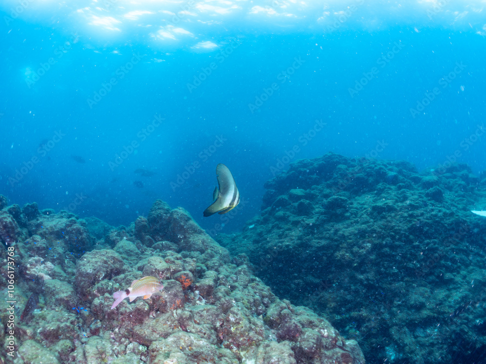 Fototapeta premium 美しく不思議なツバメウオ（ツバメウオ属）のペア他。 英名学名：Longfin Batfish, Platax teira 美しいホウライヒメジ（ヒメジ科）他の群れ。 英名学名：Whitesaddle goatfish (Parupeneus ciliatus) 静岡県伊豆半島賀茂郡南伊豆町中木ヒリゾ浜2024年 