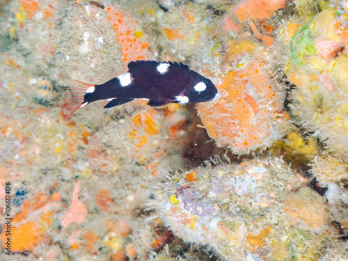 可愛いスミツキベラ（ベラ科）の幼魚他。
英名学名：Axilspot hogfish, Bodianus axillaris
静岡県伊豆半島賀茂郡南伊豆町中木ヒリゾ浜2024年
 photo