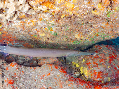 美しく大きなヘラヤガラ（ヘラヤガラ科）。
英名学名：Painted flutemouth, Trumpetfish (Aulostomus chinensis)
静岡県伊豆半島賀茂郡南伊豆町中木ヒリゾ浜2024年
 photo