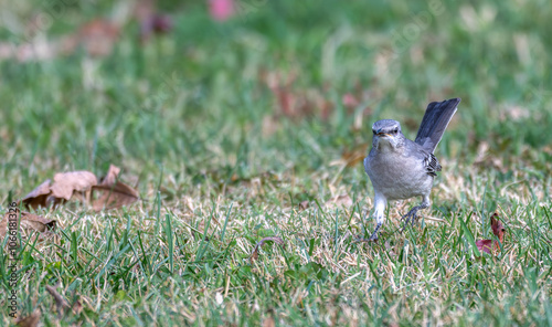 Closeup of a northern mockingbird walking in the grass towards the camera.