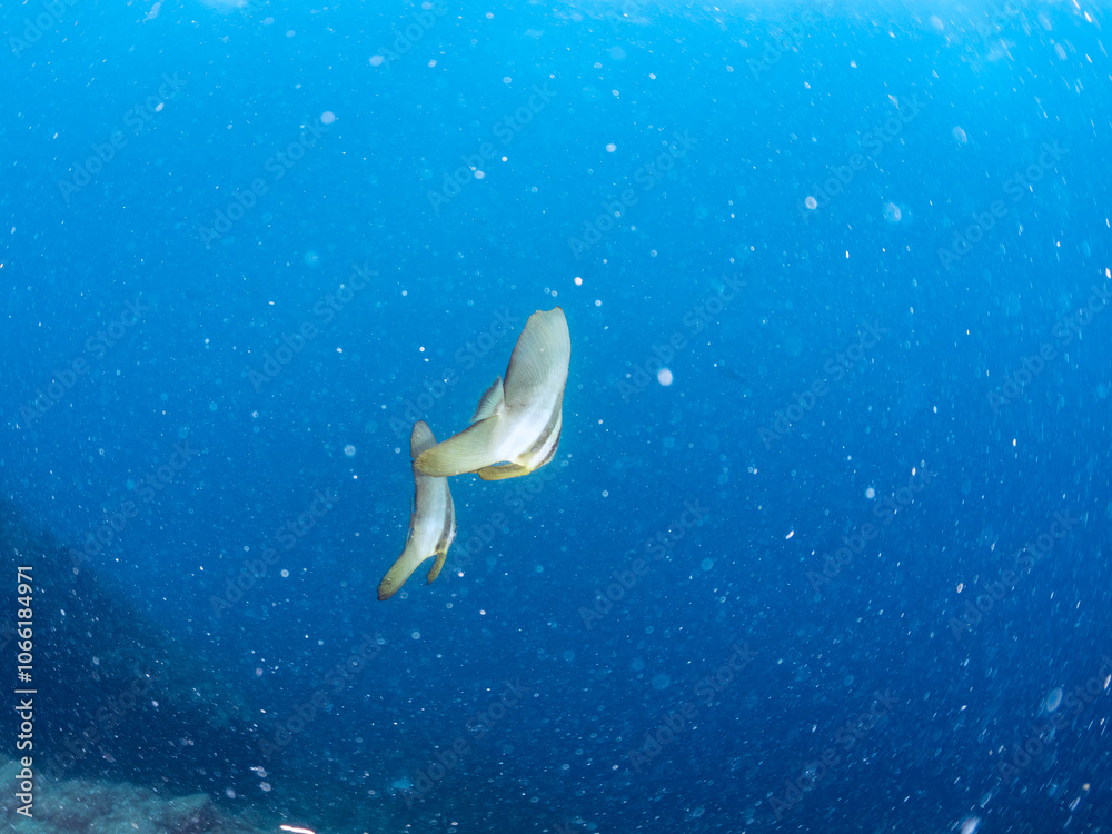 Fototapeta premium 美しく不思議なツバメウオ（ツバメウオ属）のペア他。 英名学名：Longfin Batfish, Platax teira 静岡県伊豆半島賀茂郡南伊豆町中木ヒリゾ浜2024年 