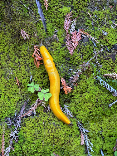 Close-Up of Banana Slugs (Ariolimax columbianus) in Big Basin Redwoods State Park, Santa Cruz County, California – Wildlife and Nature. photo