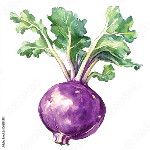 Kohlrabi fruit watercolor clipart illustration