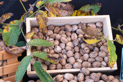 Walnuts in the  boxes with fresh leaves