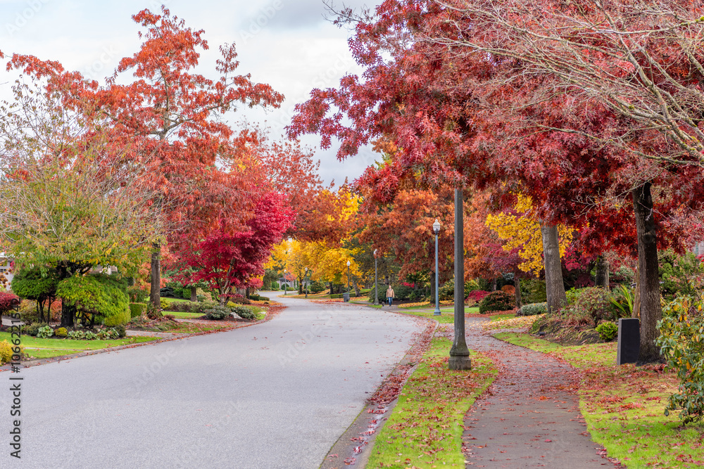 custom made wallpaper toronto digitalNeighbourhood of luxury houses in fall foliage with street road, big trees and nice landscape in Vancouver, Canada. Blue sky. Day time on November 2024.