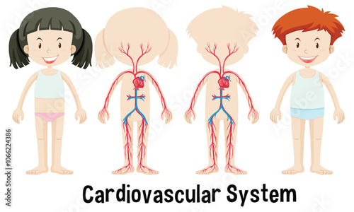Children's Cardiovascular System Illustration