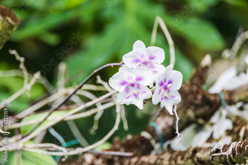 A white Phalaenopsis orchid found in a botanical garden. Moth Orchid, Phal photo