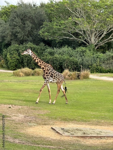 Photography giraffe in the wild