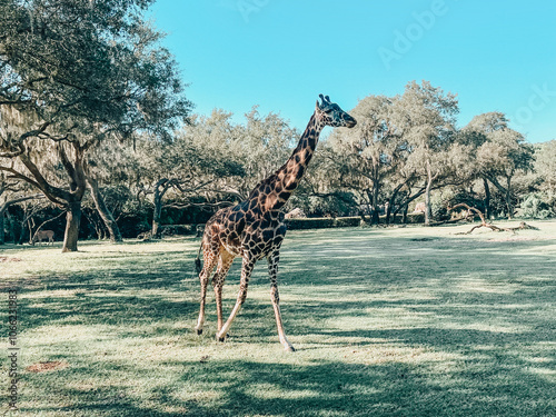 Canvas Print giraffe in the savannah