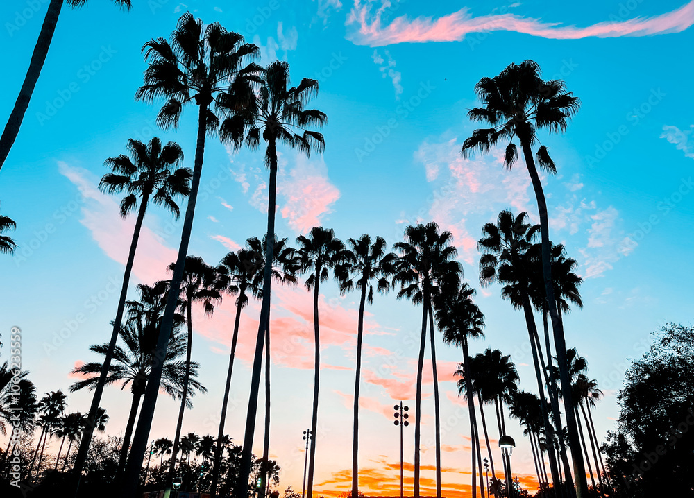 Obraz premium Palm Trees in Florida